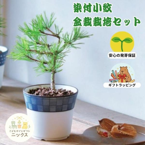 　栽培キット 盆栽 栽培セット 染付小紋 盆栽栽培キット 黒松 もみじ 赤松 聖新陶芸 種 苗 土 ...