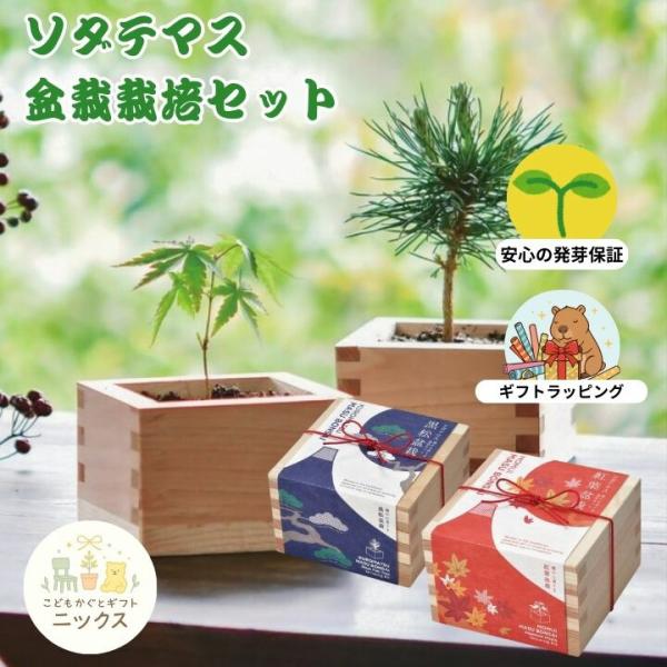 　栽培キット 盆栽 栽培セット ソダテマス 盆栽キット 種から育てる 黒松 紅葉 もみじ 栽培キット...
