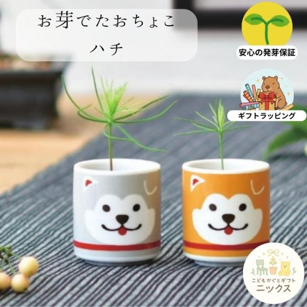 栽培キット ハチ公 お芽でたおちょこ 盆栽 栽培セット 縁起物 松 赤松 黒松 植物 盆栽 初心者 ...