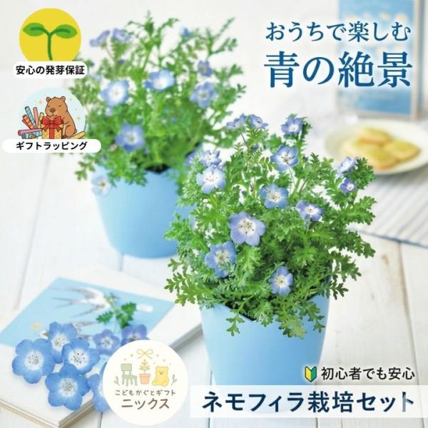 栽培キット ネモフィラ 栽培セット 空色の花 室内 園芸 ガーデニング 初心者 簡単 観葉植物 記念...