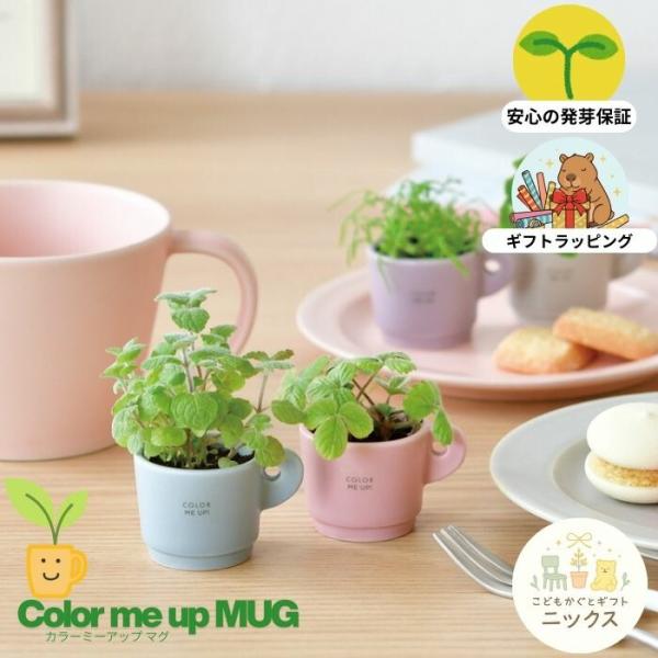 栽培キット ハーブ 栽培セット カラーミーアップマグ ミニマグ 手のひらサイズ アップルミント レモ...