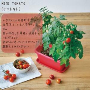 栽培キット 家庭菜園 おうち菜園 ENJOY ...の詳細画像2