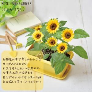 栽培キット 家庭菜園 おうち菜園 ENJOY ...の詳細画像3