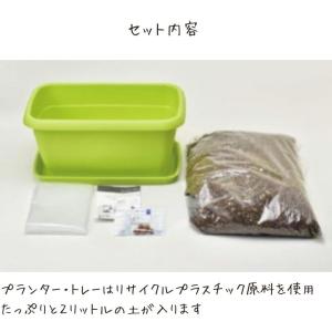 栽培キット 家庭菜園 おうち菜園 ENJOY ...の詳細画像4