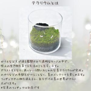 苔 テラリウム 苔テラリウム キット 園芸 栽...の詳細画像1