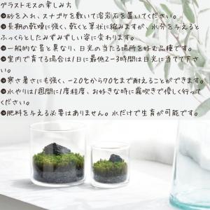 苔 テラリウム 苔テラリウム キット 園芸 栽...の詳細画像2