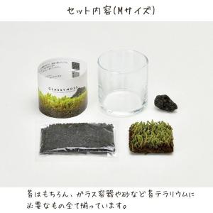 苔 テラリウム 苔テラリウム キット 園芸 栽...の詳細画像3