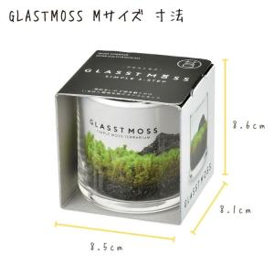苔 テラリウム 苔テラリウム キット 園芸 栽...の詳細画像5