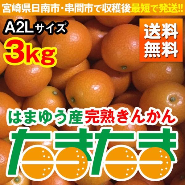 1月下旬発送　完熟きんかん たまたま 3kg A2Lサイズ　宮崎県日南市・串間市産（送料無料）