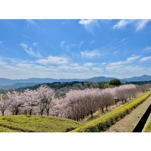 オプション【3平米 D・E区画】お供え(仏花、...の詳細画像5