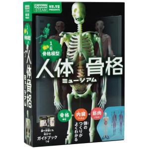 科学と学習PRESENTS 光る1/6骨格模型 人体骨格ミュージアム J750737(激安メガセール！)｜nico-marche