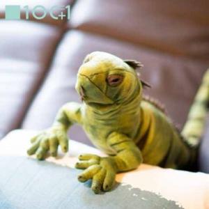 ぬいぐるみ101 爬虫類のヌイグルミ イグアナ Sm105 366 ビッグスターネットショップ 通販 Yahoo ショッピング