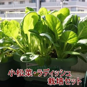 野菜 栽培セット 小松菜 ラディッシュ 栽培キット 送料込