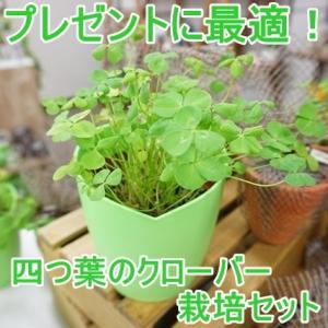 栽培セット 四つ葉 栽培キット  四葉のクローバー