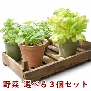 栽培セット 四つ葉 栽培キット 四葉のクローバー : Nicoco プランター