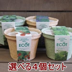 ハーブ 栽培セット 選べる４個セット エコットS 送料込