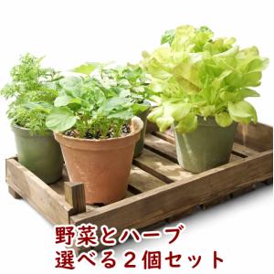 エコプランター 2個セット 深55型 ブラウン 送料込 : Nicoco
