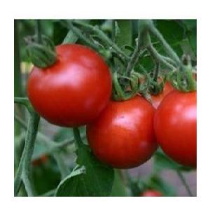 有機種子 固定種 トマト 種 中玉トマト マテ...の詳細画像1