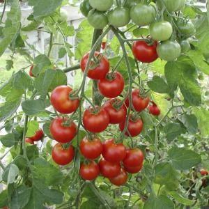 有機種子 固定種 ミニトマト 種 ラウンドレッ...の詳細画像1