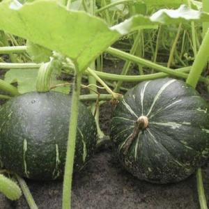有機種子 固定種 かぼちゃ 種 黒皮栗 カボチ...の詳細画像1