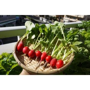 有機種子 固定種 ラディッシュ 種 二十日大根...の詳細画像1