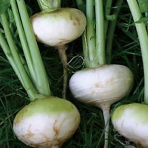 有機種子 固定種 白カブ 種 フラット 小カブ...の詳細画像1