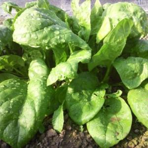 有機種子 固定種 ほうれん草 種 アーリージャ...の詳細画像1