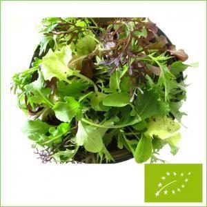 有機種子 固定種 サラダミックス 種 ベビーリ...の詳細画像1