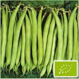 有機種子 固定種 つるありインゲン 丸さやタイ...の詳細画像1