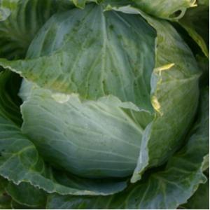 有機種子 固定種 キャベツ ローラ 丸玉系 9...の詳細画像1