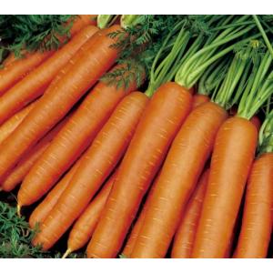 有機種子 固定種 ニンジン ナンテス 1.5g...の詳細画像1