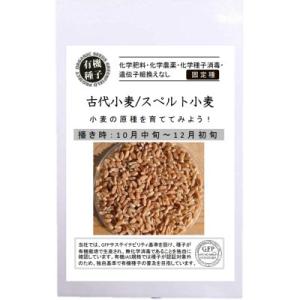 有機種子 固定種 古代小麦 スペルト小麦 こむぎ オーガニック 15g 小袋 2024年11月期限