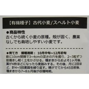 有機種子 固定種 古代小麦 スペルト小麦 こむ...の詳細画像2