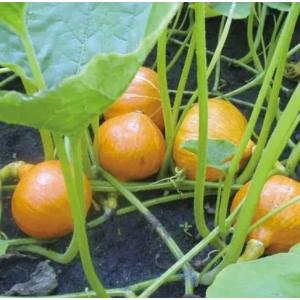 有機種子 固定種 かぼちゃ 種 赤皮栗 カボチ...の詳細画像1