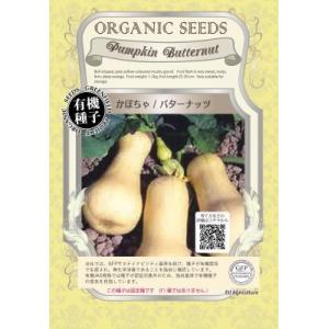 有機種子 固定種 かぼちゃ 20粒 種 バターナッツ カボチャ 2026年11月期限