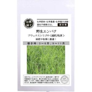 自然農法の種 有機種子 固定種 野生エンバク 16ｇ 種 アウェナストリゴサ 緑肥/牧草 小袋 20...