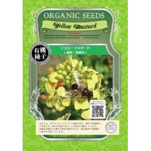 有機種子 固定種 イエローマスタード 16ｇ 種 緑肥/景観用 小袋 2026年5月期限