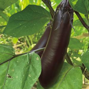 有機種子 固定種 なす 真黒ナス 種 35粒 ...の詳細画像1