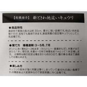 有機種子 固定種 きゅうり 新ときわ地這いキュ...の詳細画像2