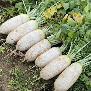有機種子 固定種 打木源助大根 種 ダイコン ...の詳細画像1