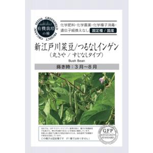 有機種子 固定種 新江戸川菜豆 種 つるなしインゲン 18粒 2027年5月期限