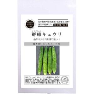 有機種子 固定種 鮮緑キュウリ  8粒 種 きゅうり 2026年11月期限