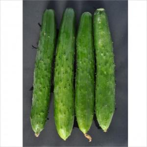 有機種子 固定種 鮮緑キュウリ 8粒 種 きゅ...の詳細画像1