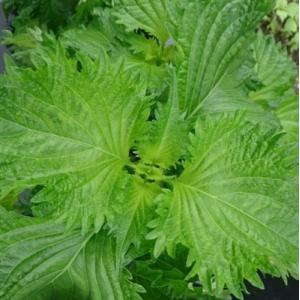 有機種子 固定種 青しそ 1.8g 有機栽培の...の詳細画像1