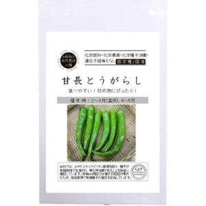 自然農法の種 有機種子 固定種 甘長とうがらし 12粒 種 2026年11月期限
