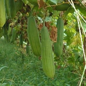 自然農法の種 有機種子 固定種 太ヘチマ 80...の詳細画像1