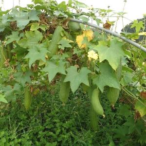 自然農法の種 有機種子 固定種 太ヘチマ 80...の詳細画像2