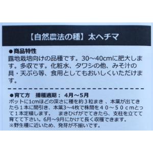 自然農法の種 有機種子 固定種 太ヘチマ 80...の詳細画像3