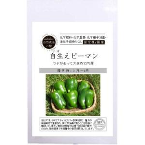 自然農法の種 固定種 自生ピーマン 12粒 種 ピーマン
