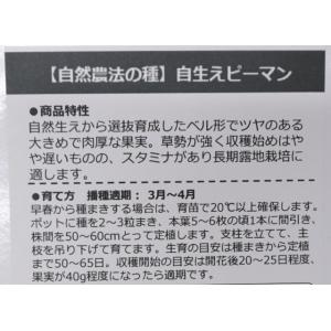 自然農法の種 固定種 自生ピーマン 10粒 種...の詳細画像1